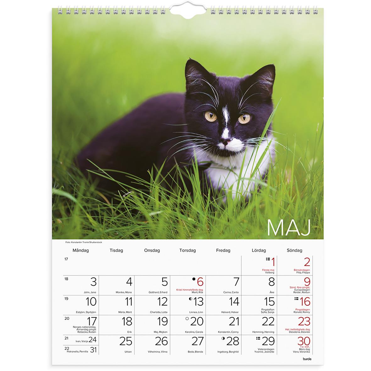 Väggkalender med katter för 2026, visar tolv bilder av olika katter i olika miljöer och poser.