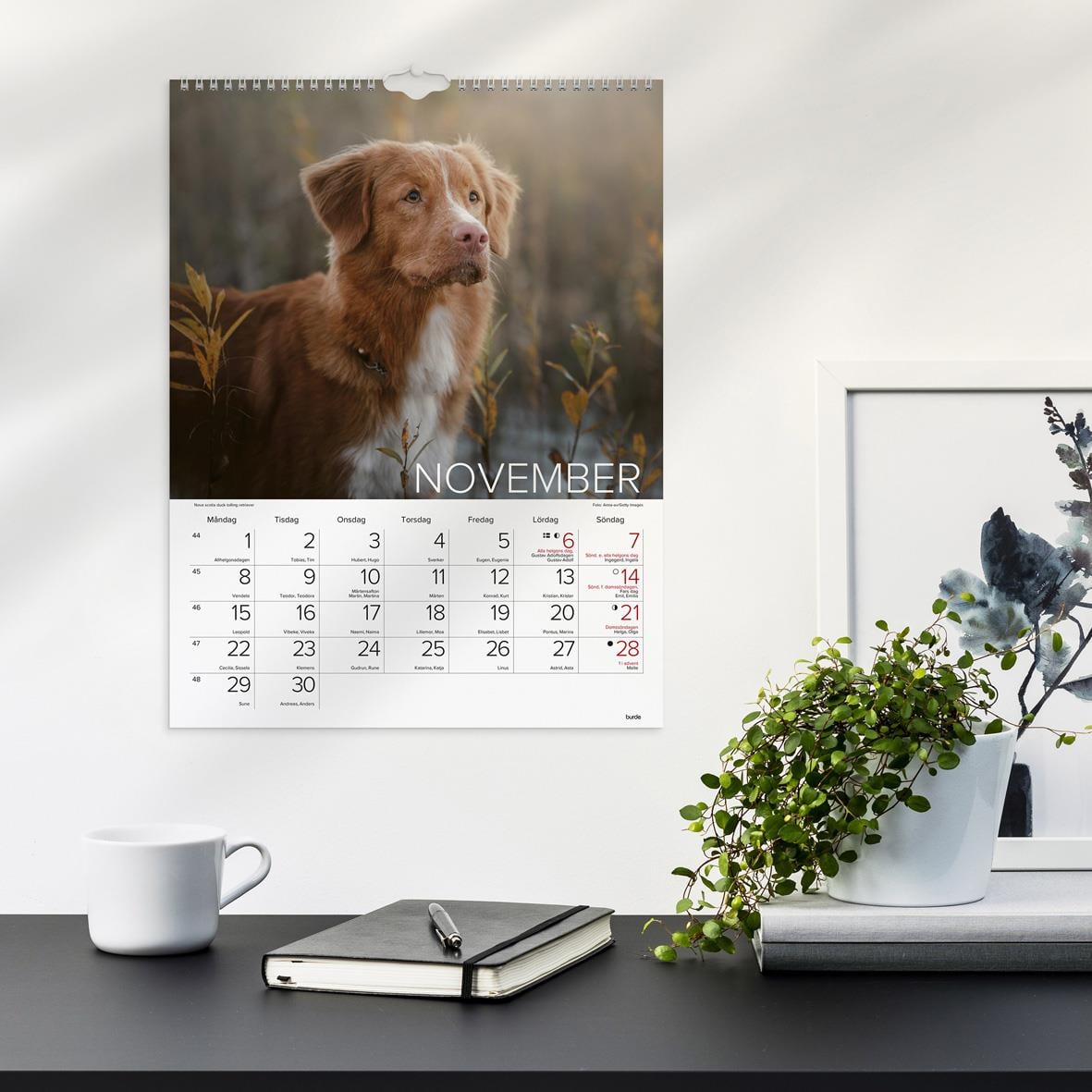 Väggkalender med hundmotiv på stranden för juli 2026