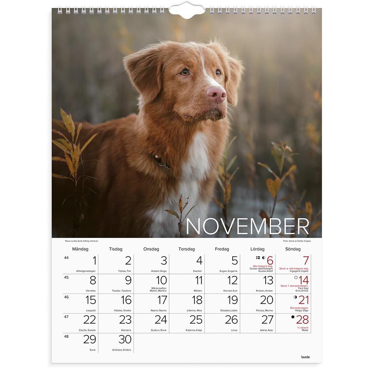 Väggkalender med hundbilder för 2026, visar olika hundraser i naturen och hemma.