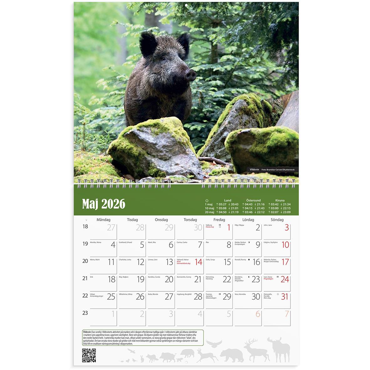 Väggkalender med bild av vildsvin i skogsmiljö för maj 2026