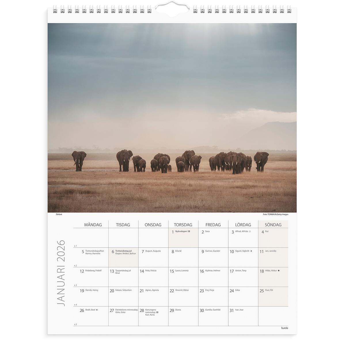 Väggkalender med elefanter i savannen för 2026