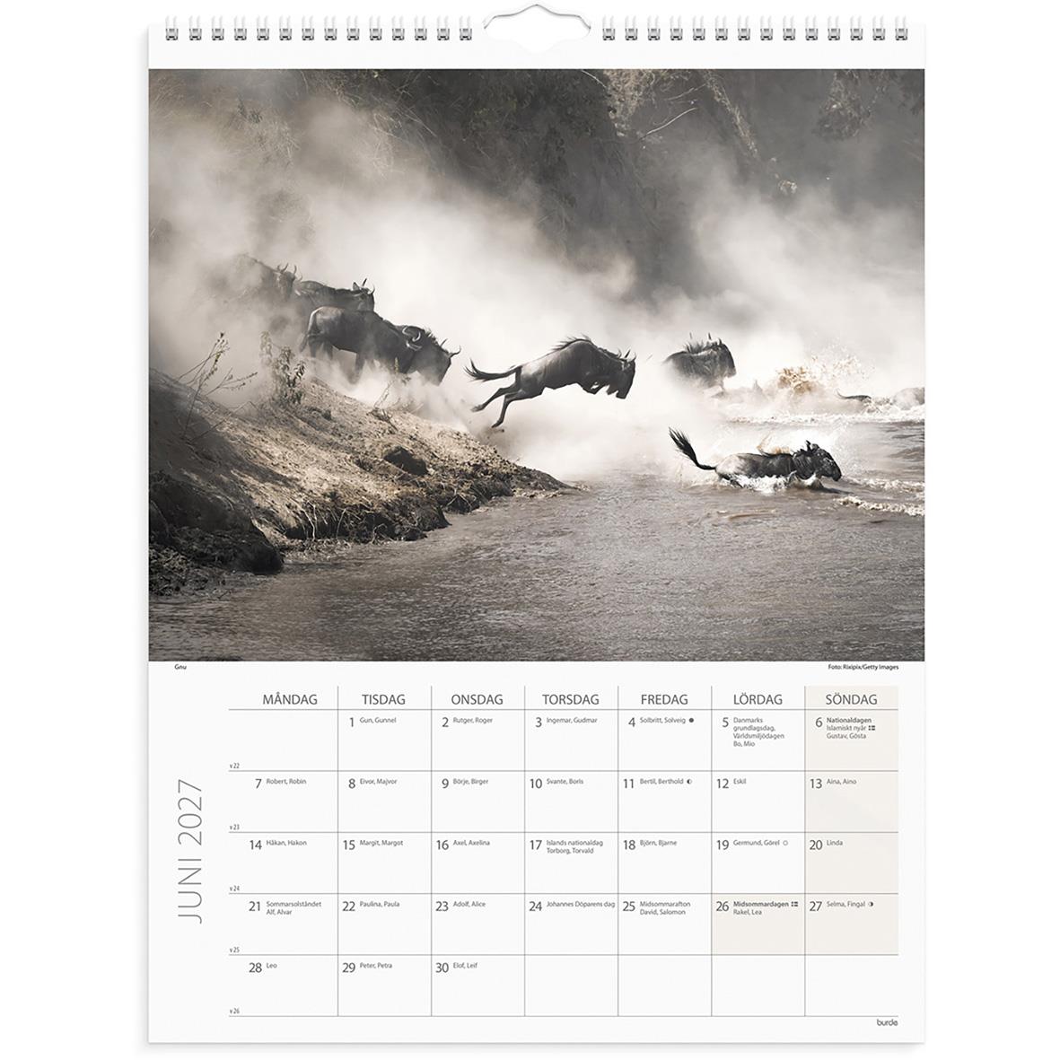 Väggkalender med savannbild av bufflar och fåglar för april 2026