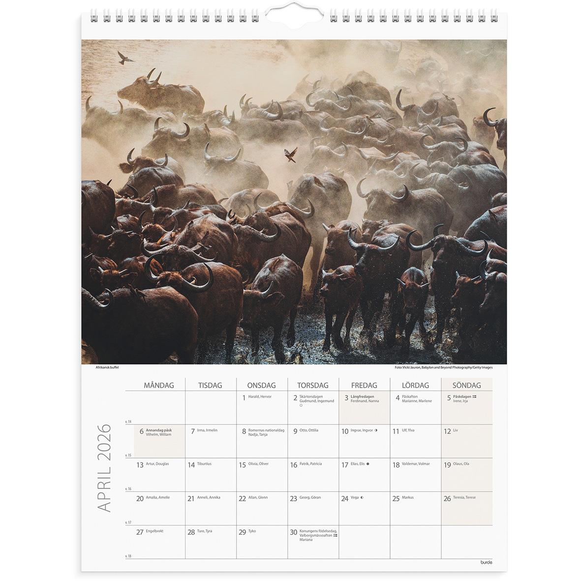 Väggkalender med savannbild av bufflar och fåglar för april 2026