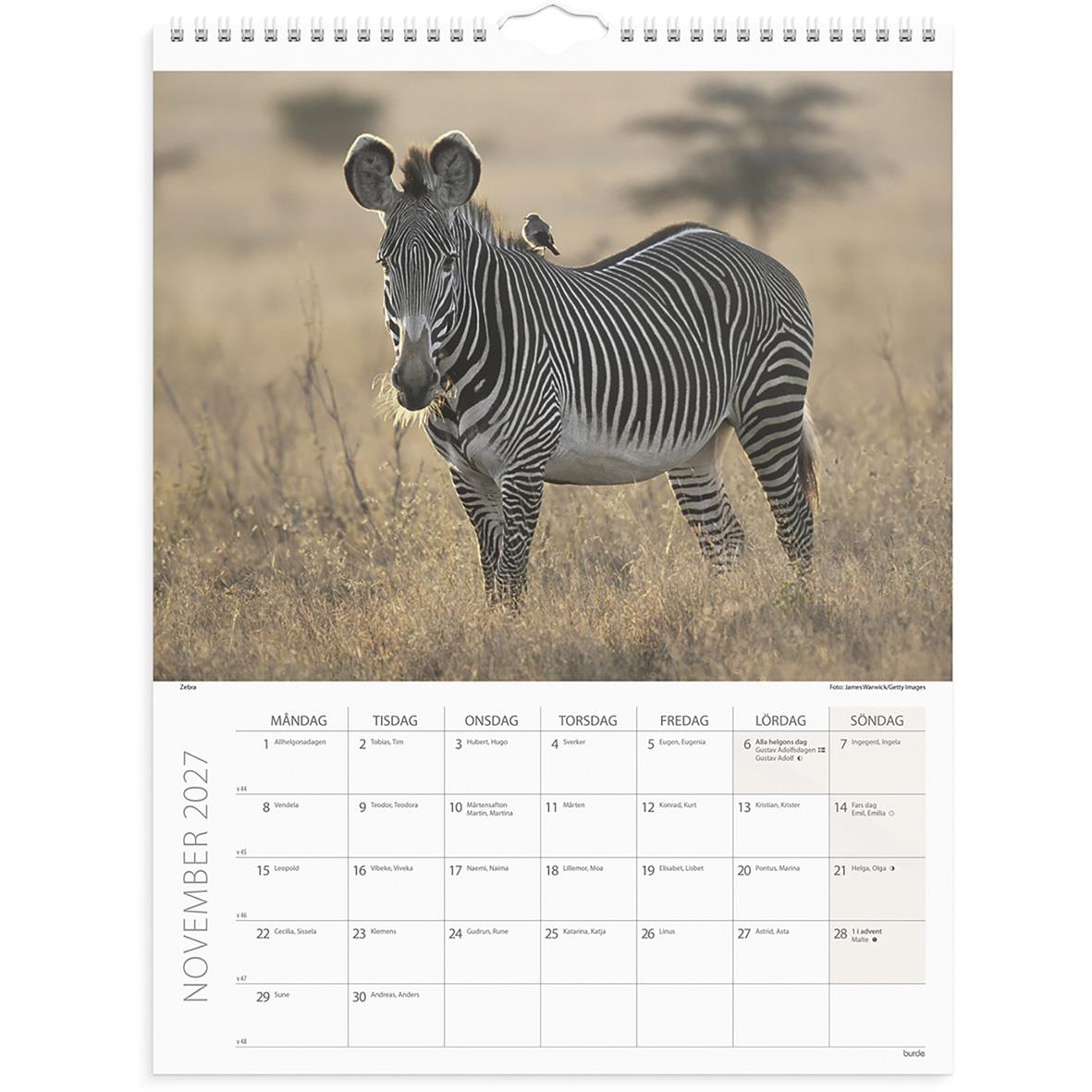 Väggkalender med savannbilder av springande hästar och zebror för oktober 2026