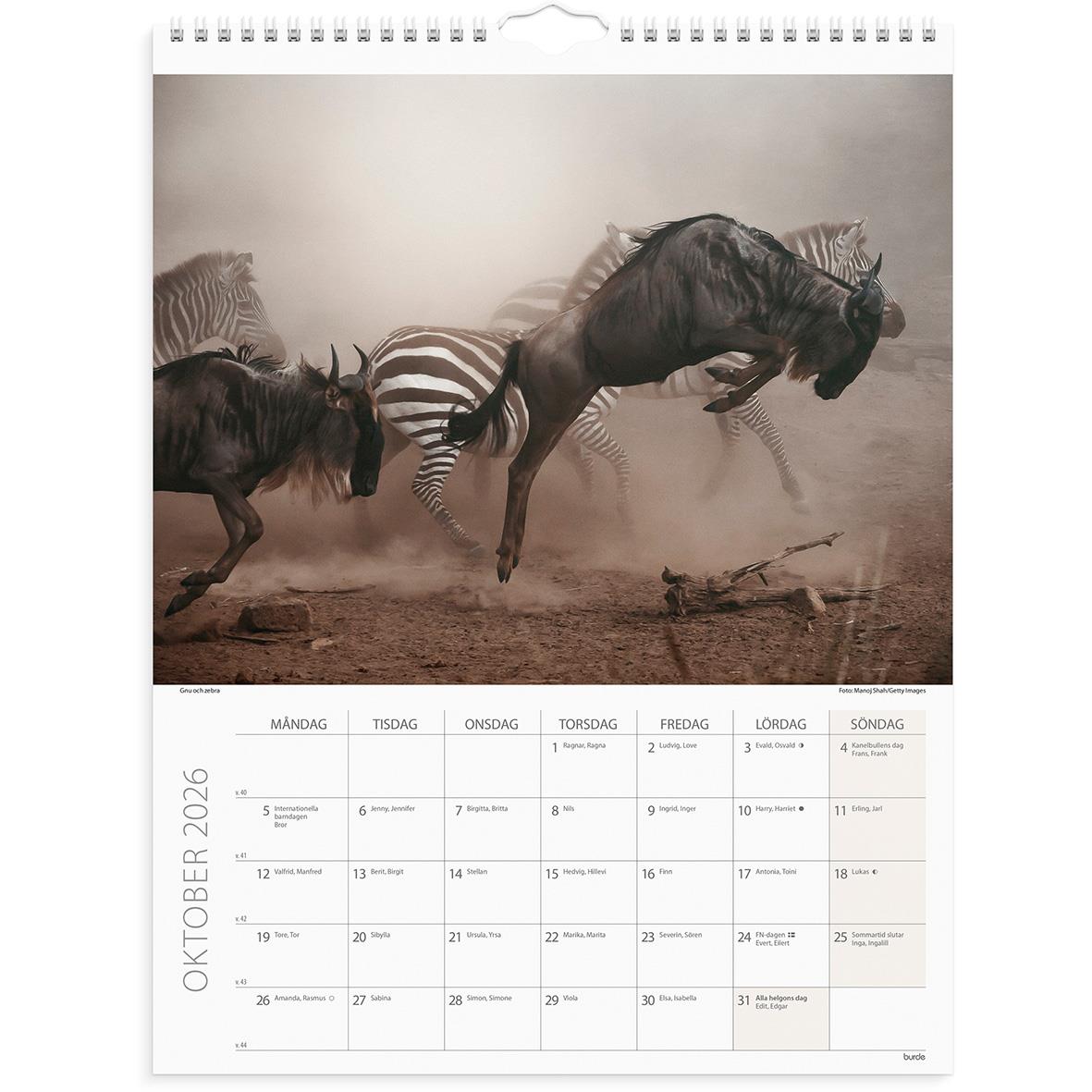 Väggkalender med savannbilder av springande hästar och zebror för oktober 2026