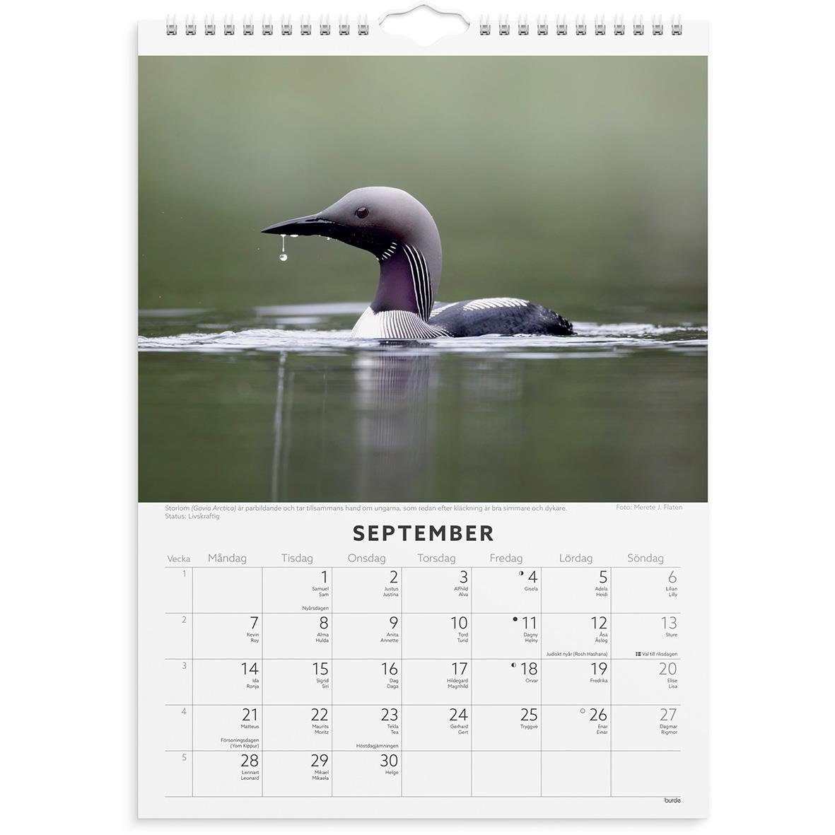 Väggkalender med fågelbild för september 2026, visar en fågel i vattnet med droppar på näbben