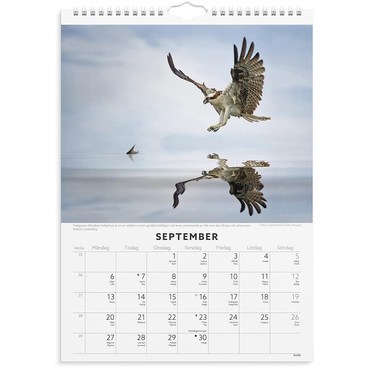 Fjäril i flykt över vattnet med reflektion, septemberkalender i bakgrunden