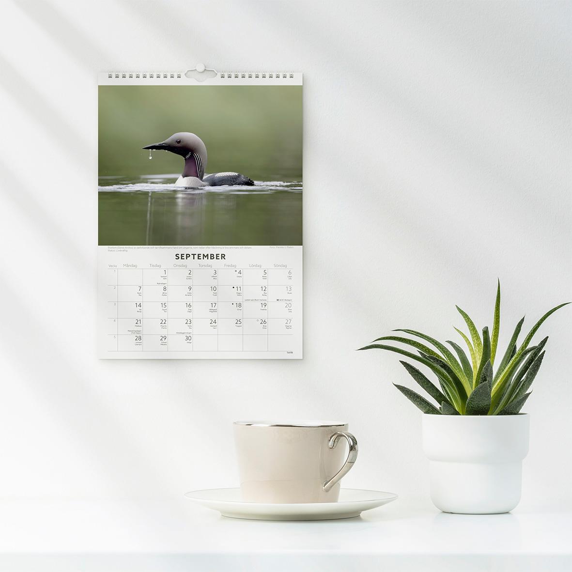 Väggkalender med fågelbild för september 2026, hängande på vit vägg bredvid en växt och en kopp