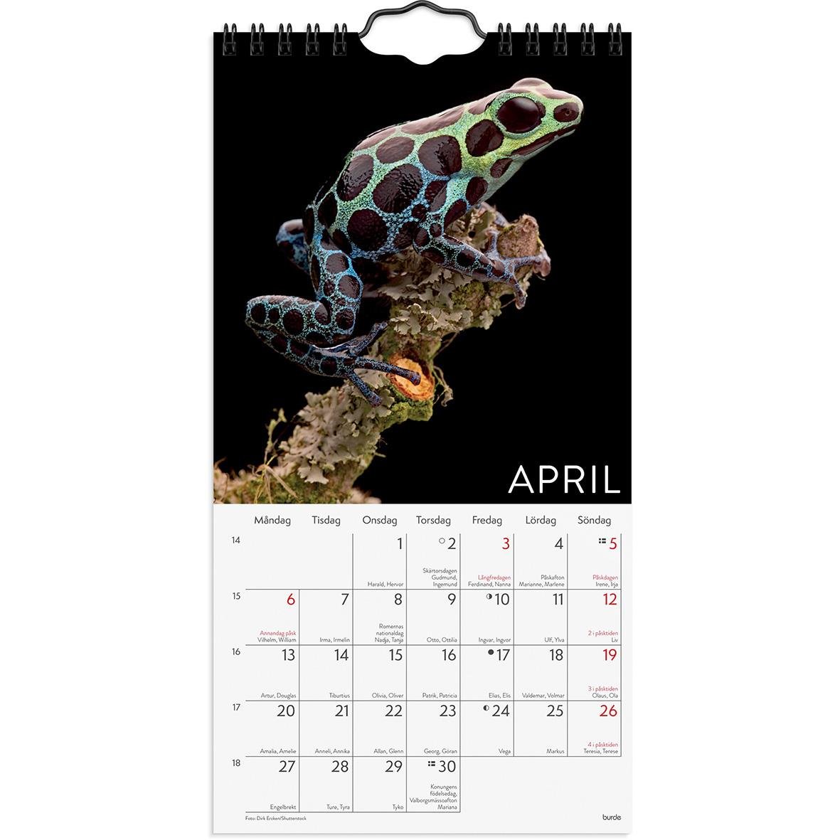 Väggkalender med bild av en färgglad groda på en gren för april 2026