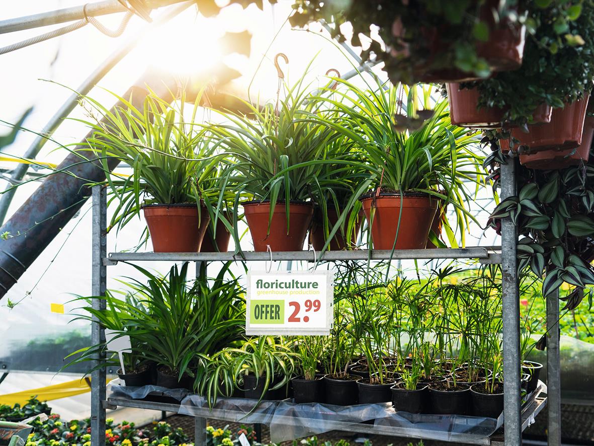 Utsikt över växter i krukor i ett växthus med ett erbjudandesskylt