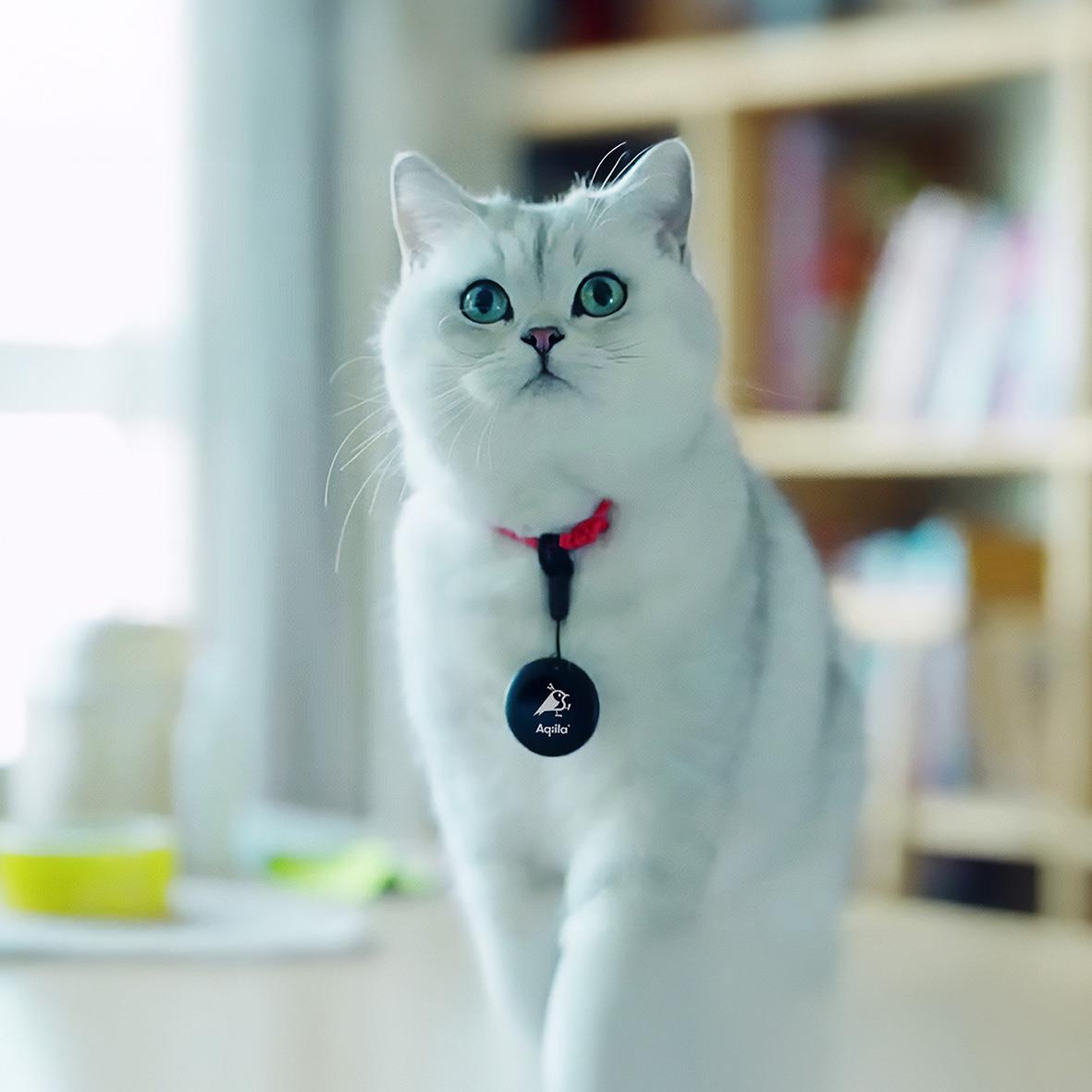 Vitt katt med blå ögon och röd halsband med namnbricka, inomhus med bokhylla i bakgrunden