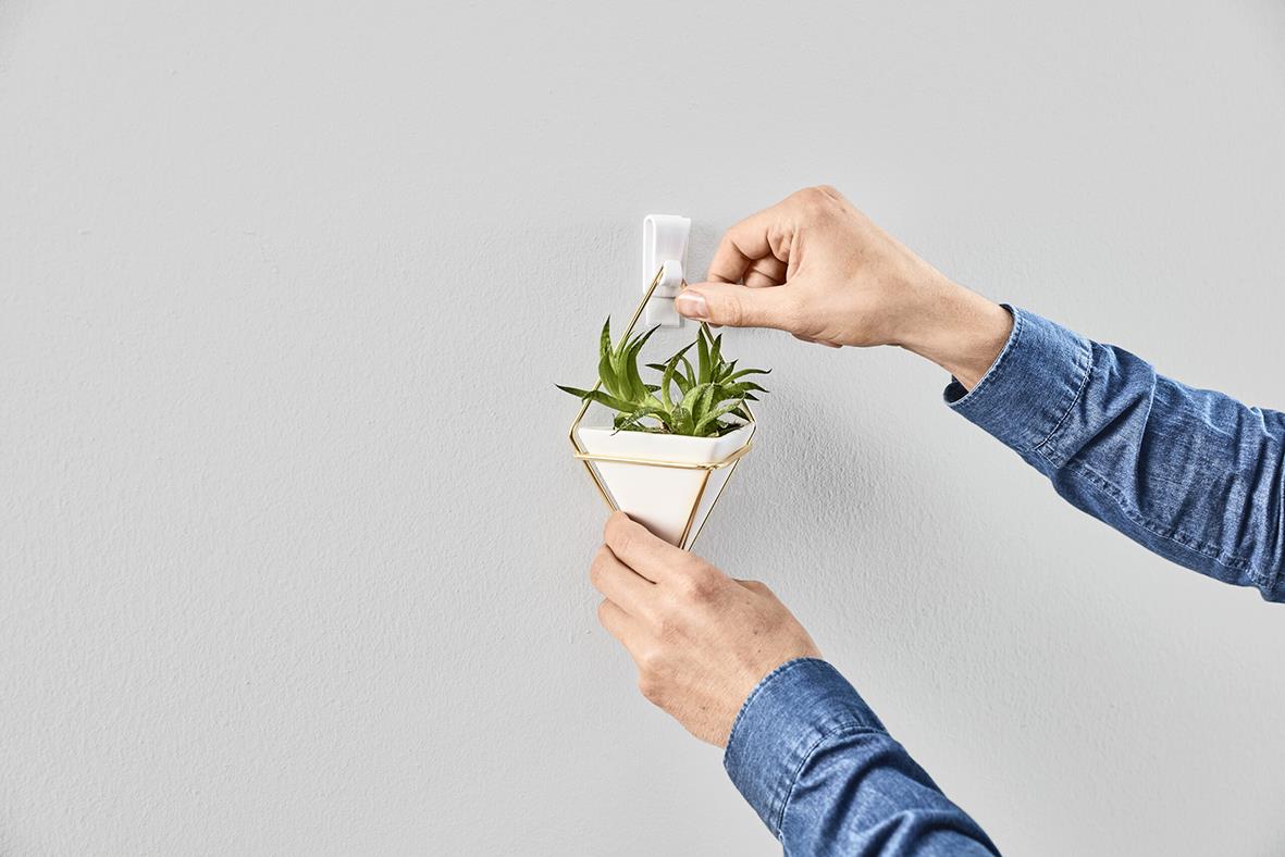 Person fäster en självhäftande krok på en vägg för att hänga en liten växt