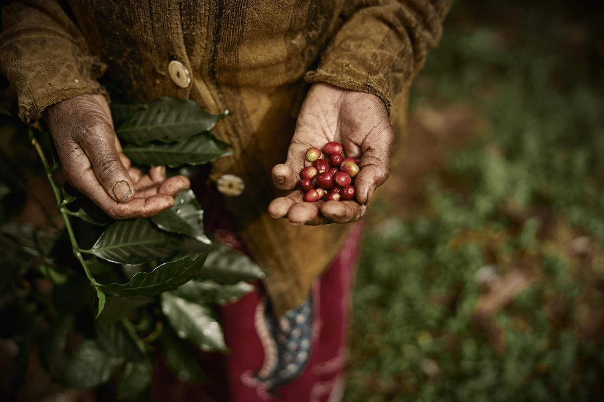 Person håller röda kaffebär i handen, omgiven av gröna kaffebuskar i naturen