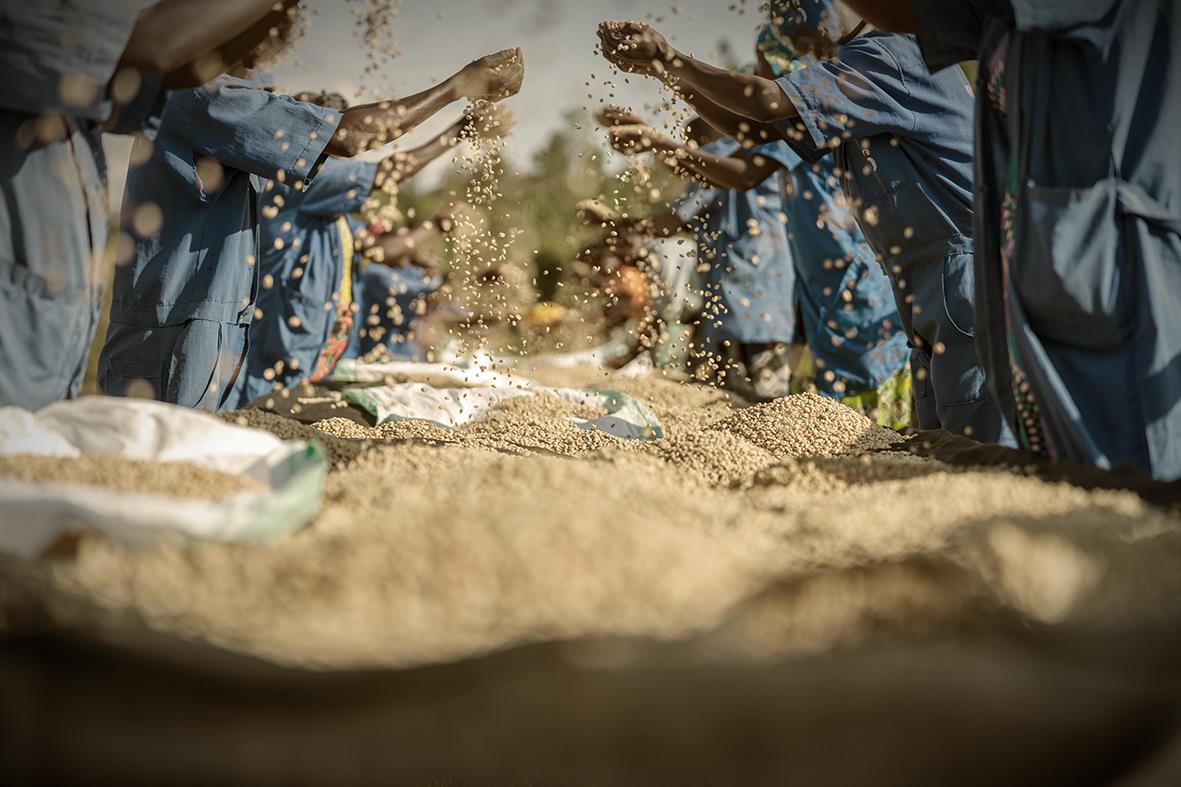 Folk som skakar kaffebönor i ett utomhusmiljö, med fokus på bönorna och rörelsen