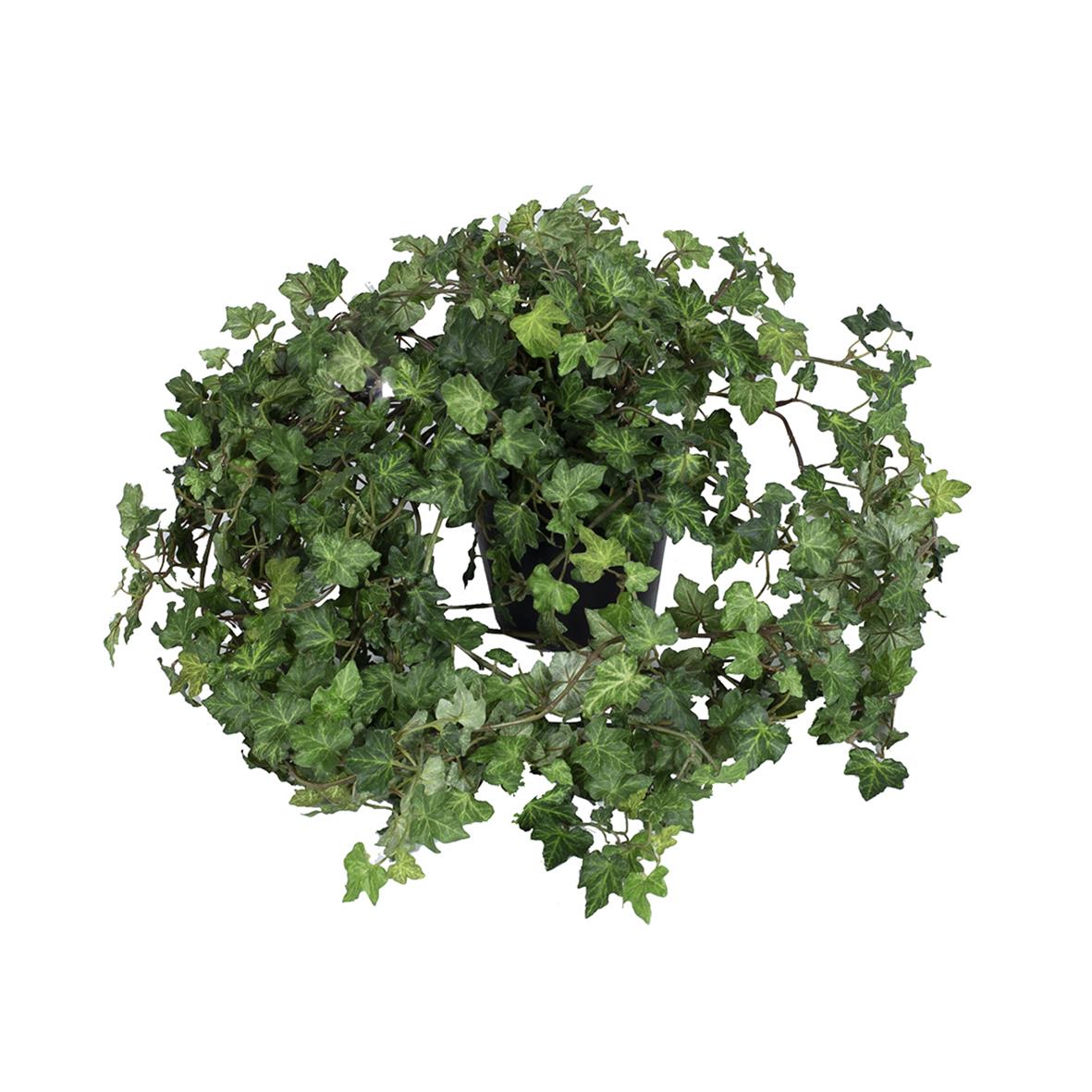 Konstgjord Växt Murgröna H450